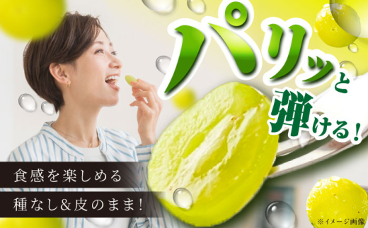 フルーツ【2026年先行予約】【8月初旬頃から順次発送】皮ごと食べれる！シャインマスカット 2房 約800g ぶどう 葡萄 皮ごと 種なし 果物 産直 産地直送 旬 プレミアム マスカット 大粒 甘い