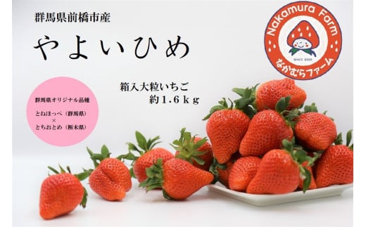 B-73　群馬県前橋市産いちご　『やよいひめ』　約1.6㎏(約1600g)【2023年群馬県いちご品評会入賞！】