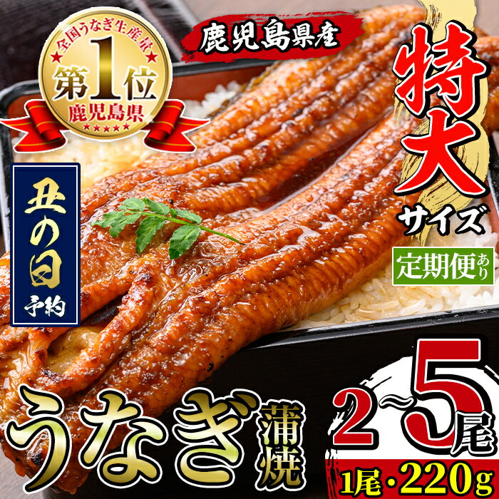 【ふるさと納税】＼特大サイズ／ 尾数が選べる！ 鹿児島県産 うなぎ蒲焼 ( 2尾 / 3尾 / 5尾 / 定期便 ) ＜丑の日 予約受付中＞ 1尾 約220g たれ 山椒付きうなぎ 鰻 ウナギ 特大 特大サイズ 特大鰻 蒲焼き 国産 鹿児島県産 生産量日本一 おかず 晩御飯 【薩摩川内鰻】