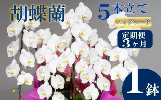 【定期便3ヶ月】胡蝶蘭 5本立て 白 ハイグレード お祝い 須崎洋蘭園 SY7000
