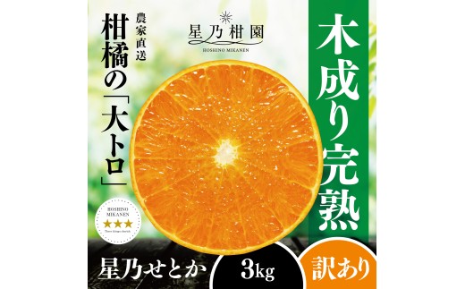 ＜訳あり＞星乃せとか 柑橘の大トロ(3kg)＜C45-87＞_ 訳アリ わけあり ワケアリミカン みかん せとか フルーツ 果物 果実 くだもの 家庭用 人気 甘い ジューシー 柑橘 かんきつ 不揃い 規格外 傷 愛媛 八幡浜市 旬 産地直送 産直 季節限定【1535970】 YWTAZ049