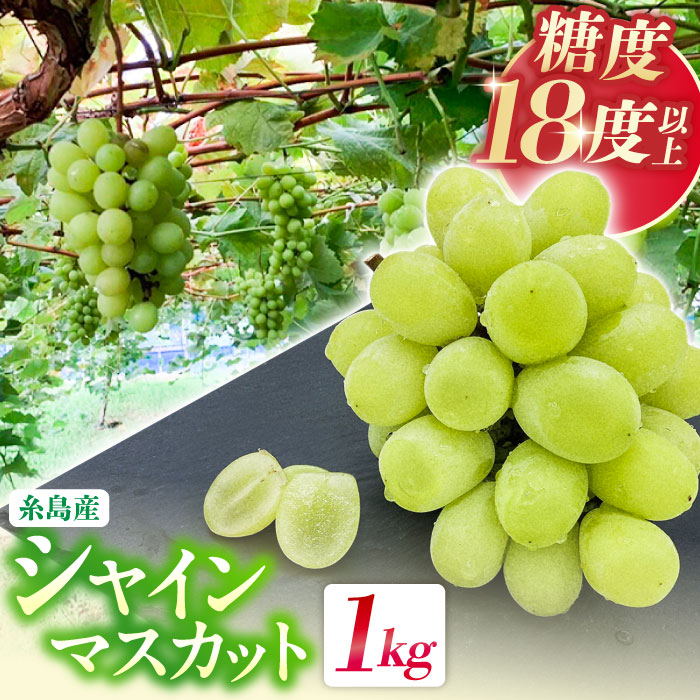 【先行受付】【糖度18度以上】 糸島産 シャインマスカット 1kg 【2026年8月中旬より順次発送】 糸島市 / 和饗エコファーム フルーツ 果物 [AVI006]