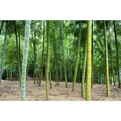 ふるさと納税 京都市 【筍 専門店】塚原たけのこビン詰め(3本セット) |  | 03