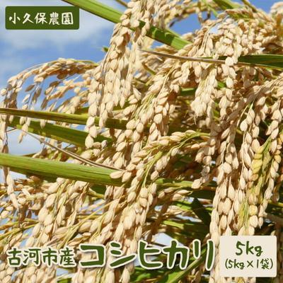 ふるさと納税 古河市 【令和7年産】古河市産 コシヒカリ5kg【小久保農園】| こめ 米 コメ 白米 _AS01
