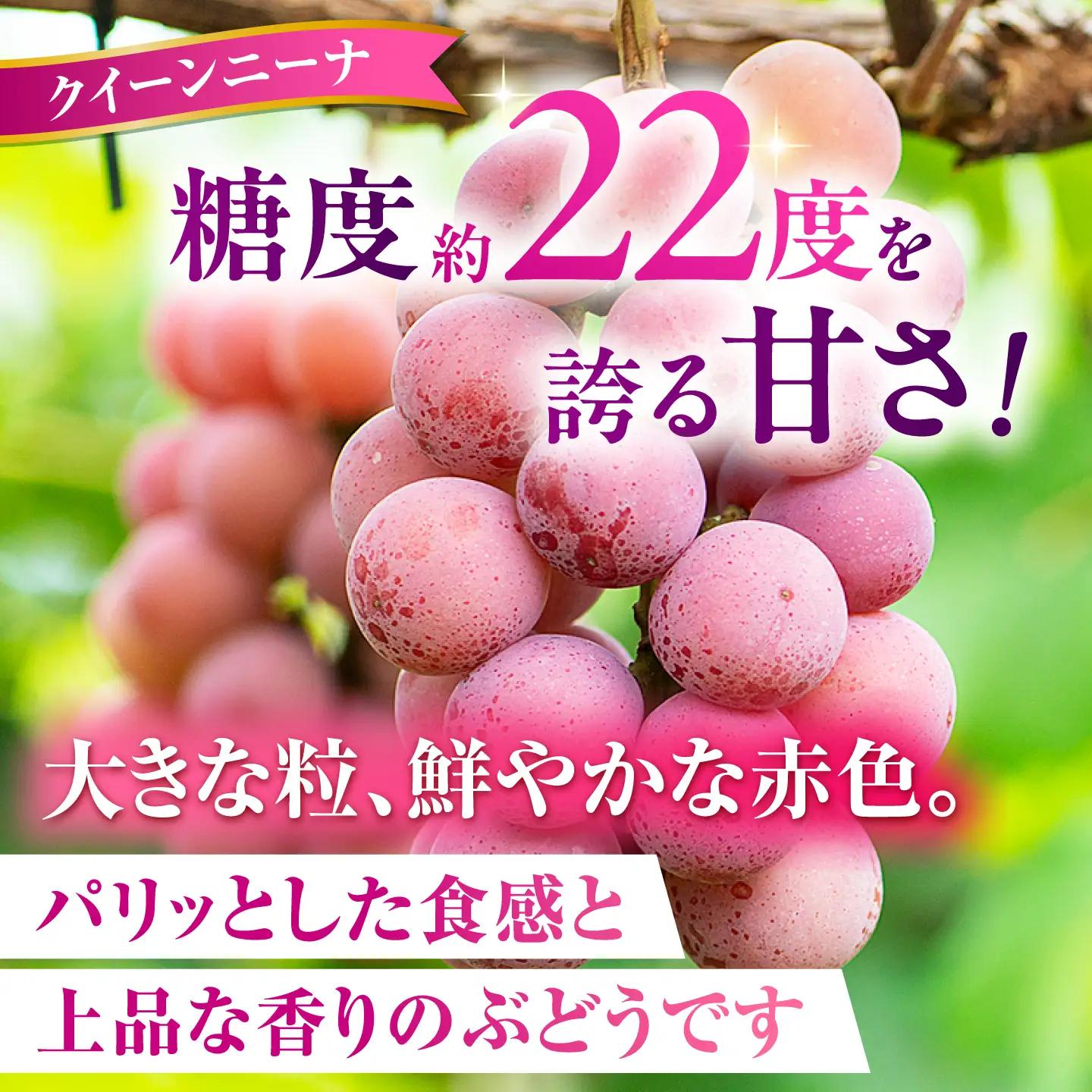 山鹿ジュエル 18粒 ぶどう クイーンニーナ シャインマスカット 高級 贈答用 贈り物 ギフト 熊本県産 熊本 山鹿【合同会社 社方園】[ZBZ053]