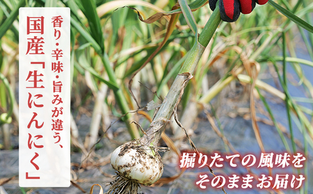 【先行予約】＜生にんにく サイズ混合 約1kg＞ 国産 ニンニク 生 野菜 香味野菜 薬味 大蒜 ガーリック 1キロ 西予市産 旬 旬の野菜 生ニンニク 農産物 おすそ分け 自宅用 家庭用 ノムランド