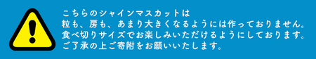 i1014 ≪数量・期間限定≫シャインマスカット(計約1kg) 国産 鹿児島 出水市 ぶどう ブドウ 果物 くだもの フルーツ シャインマスカット 葡萄 旬 種なし 旬 歯ごたえ 冷蔵 【山門ぶどう園