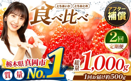 【先行予約】【定期便2回】いちご とちおとめ・とちあいか 500g 食べ比べ セット | 苺 イチゴ 甘い 人気 送料無料 栃木県 真岡市
