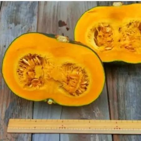 かぼちゃ(10kg)栽培期間中農薬不使用 甘い粉質系を凝縮 / 遠野もぐもぐカントリー 岩手県遠野市【1732217】
