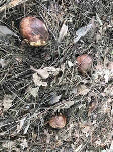 長野市収穫 松茸 約500g(4～8本)野菜 きのこ まつたけ