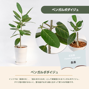 【観葉植物】ベンガルボダイジュ(フィッカス・ベンガレンシス)60cm～80cm(Green Base/014-1478) 南国鹿児島県で育った 観葉植物！植物 鉢付 インテリア 室内 オフィス おしゃ