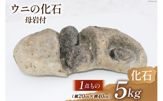 
化石 北海道産 ウニの化石 母岩付 5kg 縦20cm×横40cm 1個 / 加藤樹石苑 / 北海道 歌志内市 [01227ai028] 置物 コレクション 1点もの 数量限定
