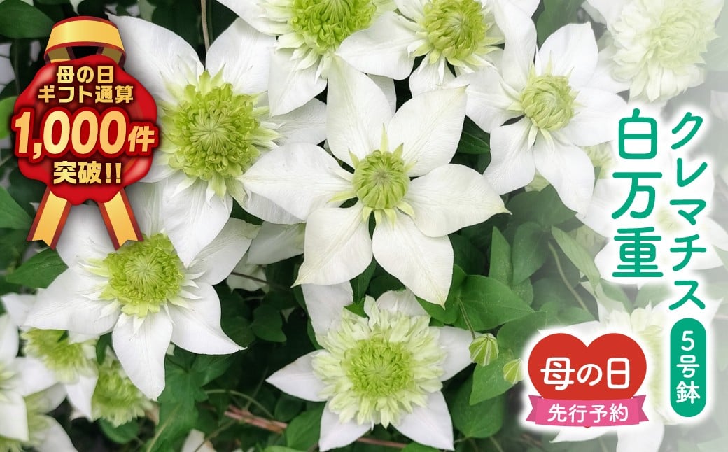 
                  ＼先行受付 令和8年5月10日の母の日お届け：5月6日(水) 決済完了分まで！／   クレマチス 「 白万重 」 5号鉢 ラッピング付き 母の日直前にお届け 2026年 お母さんへの心を込めた贈り物 長持ち 鉢植え フラワーセット プレゼント 送料無料 故郷納税 福島県 田村市 フローラハシモト
                