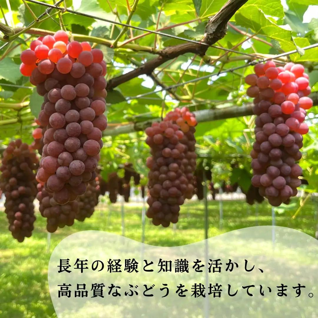 【R9年産先行予約】 デラウェア ぶどう （7房~8房）