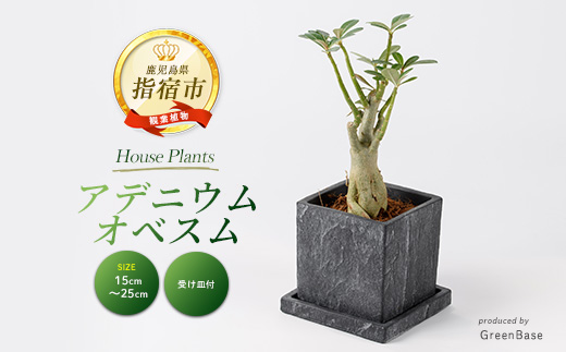 2026年5月中旬～発送【観葉植物】アデニウム・オベスム15cm～25cm (Green Base/016-2056) 南国鹿児島県で育った 観葉植物！植物 鉢付 インテリア 室内 オフィス おしゃれ プレゼント ギフト 開店祝い 移転祝い 【配送不可地域：北海道・沖縄県・離島】