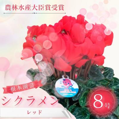 ふるさと納税 南相馬市 【2026年 先行予約】シクラメン レッド 8号 | 花ギフト 贈答 根本園芸 aj009-ac