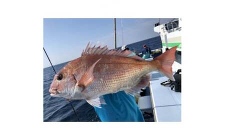 釣り船 幸丸 午前乗船券 3枚（マダイ釣り体験 1名様）【マダイ 乗船券 つり船】