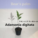 【ふるさと納税】アダンソニア ディギタータ　Adansonia digitata_栃木県大田原市生産品_Bear‘s palm | 塊根植物 codex バオバブ　アダンソニアディキタータ 植物 プラント 人気 おすすめ 送料無料