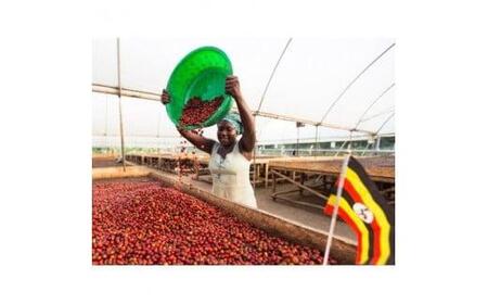 コーヒー豆  シングルオリジン 200g  |スペシャルティコーヒー 稜線 -RYOSEN- | ( 京都 珈琲 コーヒー 珈琲豆 スペシャルティ コーヒー 自家焙煎コーヒー 珈琲 200g )