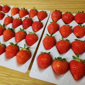 【期間限定！寄附額改定↓！】＜無地熨斗あり＞ 2026年先行予約 北海道産いちご すずあかね 32～60粒×3箱【2026年 6月末 から順次発送】 夏いちご イチゴ 苺 フルーツ 果物 ジャム スイ