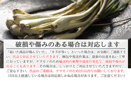 【先行受付】島らっきょう 生 土付き １kg《2026年2月～3月発送予定》沖縄 石垣島 農家直送【野菜 らっきょう 島らっきょう おつまみ 採れたて 漬物 天ぷら】TK-7