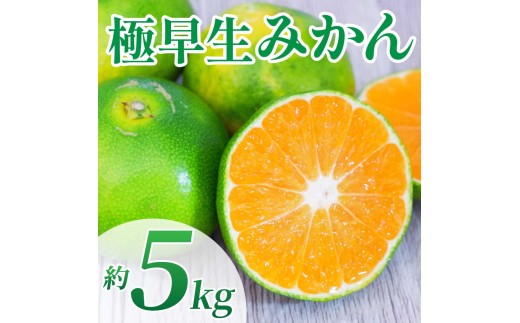 先行予約 極早生みかん 約5kg （2S～2L）【2026年10月上旬～2026年10月下旬発送予定】みかん ミカン 極早生みかん フルーツ 果物 柑橘 かんきつ 蜜柑 熊本県 熊本 九州 宇城市 国産 高糖度 甘い ジューシー みずみずしい 果汁 日本フルーツ