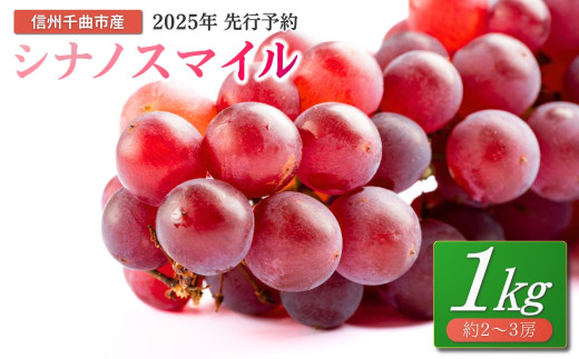 【2025年先行予約】ぶどう シナノスマイル 約1kg 2～3房 ｜ 葡萄 赤ぶどう フルーツ 果物 千曲市 長野県産 信州