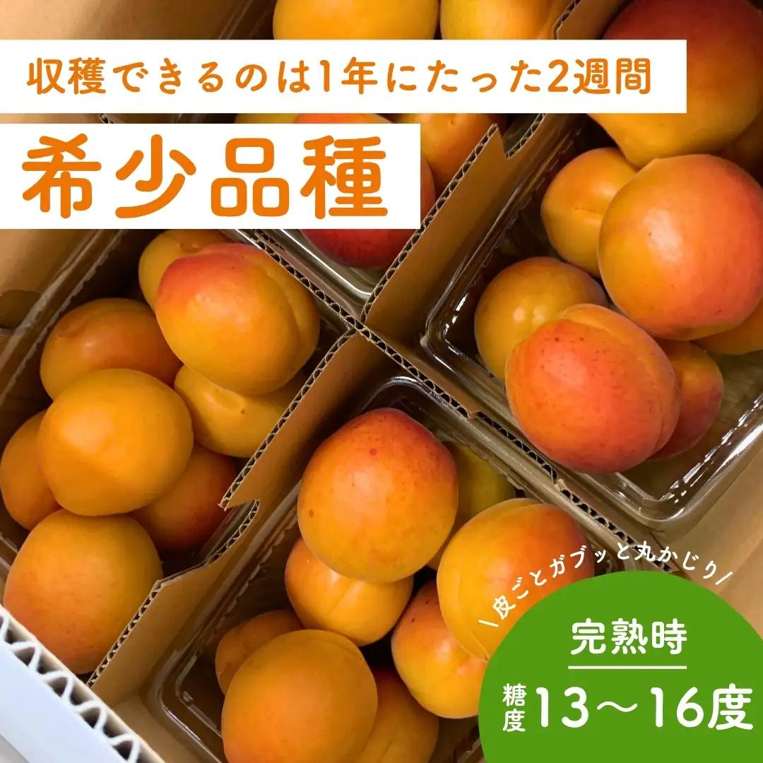 【2027年先行予約】【数量限定】 あんず ハーコット 生食用 約2kg｜ あんず 長野県千曲市産 