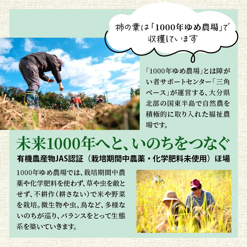 1000年ゆめ農場「柿の葉茶」10包×3パック_1920R