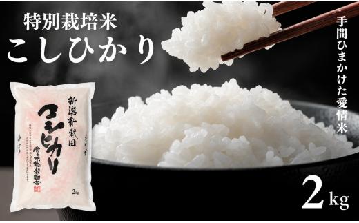 米 コシヒカリ 特別栽培米 2kg 令和7年産 7年産 新潟県産 お米 白米 ご飯 精米 玄米 おにぎり 弁当 個包装 小分け プレゼント ギフト 贈答 のし 佐々木耕起 佐々木こうき 佐々木耕起組合 新潟県 新発田市 sasakikoki008