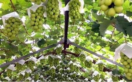 五果苑 越冬ぶどう シャインマスカット 1房（1房約1.0kg） | フルーツ 果物 くだもの シャインマスカット マスカット 岡山県産 国産 ギフト 贈答用 プレゼント 贈り物 フルーツ 果物 くだ