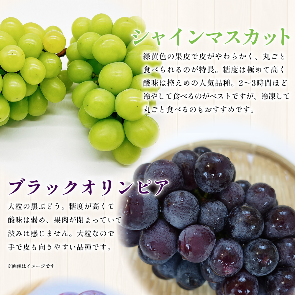 ＜西予の美味しいぶどう セレクトセット／おまかせ 約2kg＞ 果物 くだもの フルーツ 葡萄 ブドウ セット 詰め合わせ つめあわせ 食べ比べ お楽しみ おまかせ 野菜ソムリエ 食べて応援 特産品 産