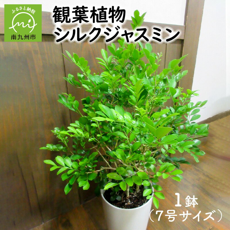 【ふるさと納税】観葉植物 シルクジャスミン 1鉢 7号 鉢植え 自然 植物 光沢 葉 甘い香り 夏 白い花 インテリア リラックス 雑貨 室内 おしゃれ 育て方マニュアル同封 人気 おすすめ お取り寄せ 鹿児島県 南九州市 送料無料