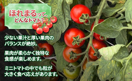 【令和8年産】 もぎたてミニトマト【ほれまる】2kg≪北海道上富良野産≫ 野菜 鮮やかな 赤色 果肉 酸味 甘み バランス 食べやすい 日持ち 冷蔵庫 保存 1週間 