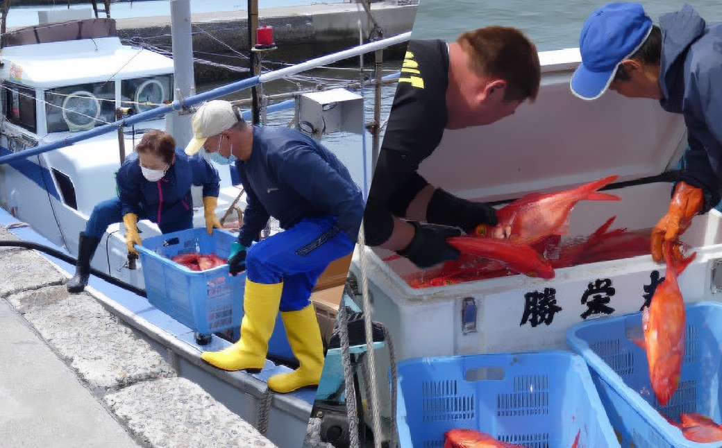 操業を終え、港に船が戻ってくると、１尾ずつ丁寧に素早く針を外していきます。