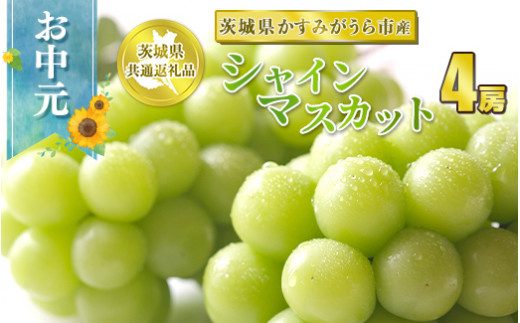 お中元 シャインマスカット 4房【茨城県共通返礼品 かすみがうら市】　※2024年8月上旬～中旬頃に順次発送予定