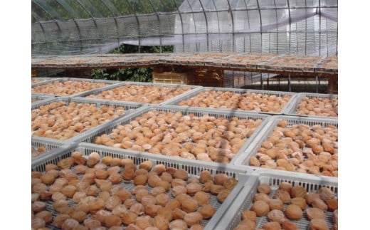 M065　紀州南高梅「花」塩分約６％