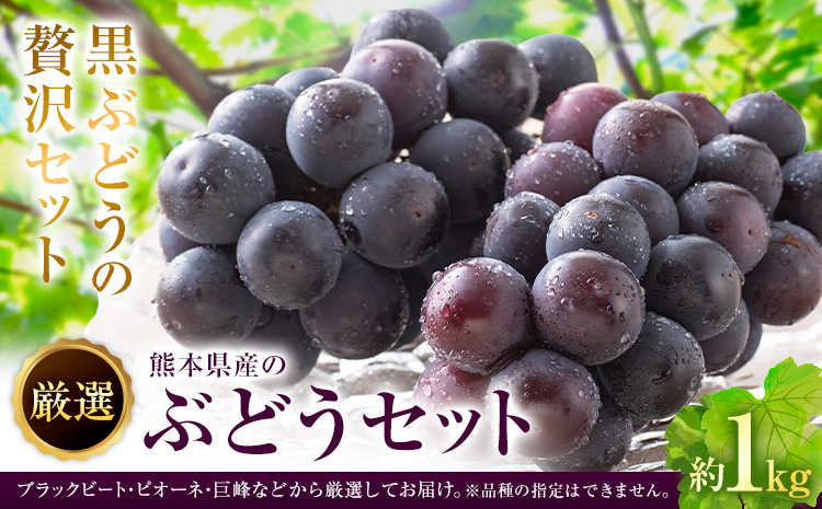【先行予約】厳選 熊本県産のぶどうセット 約1kg 品種おまかせ ブラックビート ピオーネ 巨峰 【メロンドーム】 有限会社七城町特産品センター《8月上旬-8月末頃出荷》熊本県 菊池市 果物 フルーツ