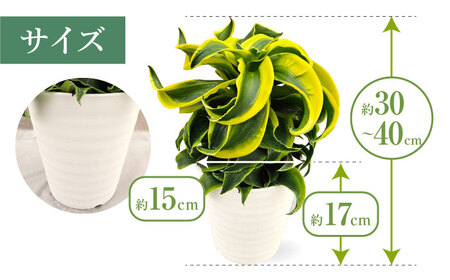 観葉植物 ドルセナトルネード 鉢植え 大村市 エコグリーンヒガシ/室内植物 鉢付き 植物 インテリア おしゃれ プレゼント ギフト[ACAL008]