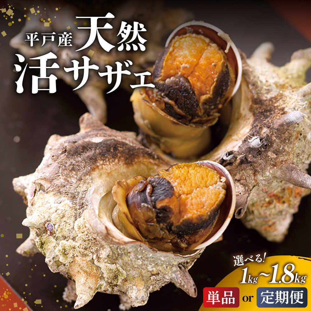 天然 活 サザエ 約1.8kg (10～13個) 【ひらど新鮮市場】