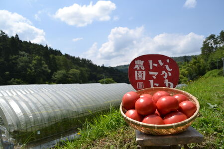 石川農園 みんなで飲もっか！トマトジュースセットＥ / 完熟トマト とまと 健康 美肌 ビタミン / 恵那市 / クリエイティブファーマーズ[AUAH003]