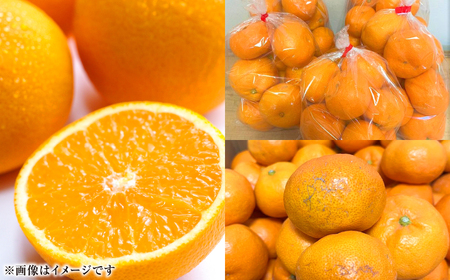 熊本県八代市産 ご家庭用みかん5kg 蜜柑 柑橘 ミカン