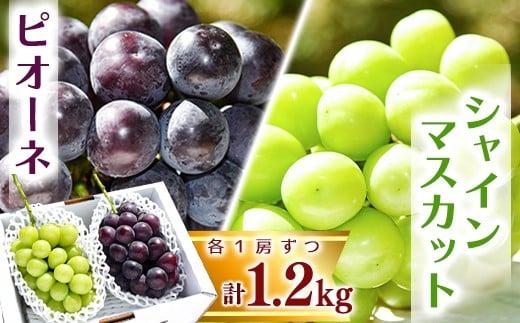 
            シャインマスカットとピオーネセット 計1.2kg以上（2房） 山形県産 ぶどう 2025年産 令和7年産 【2025年9月中旬頃～10月中旬頃発送予定】 ※配送不可 沖縄・離島 015-B-HK013
          