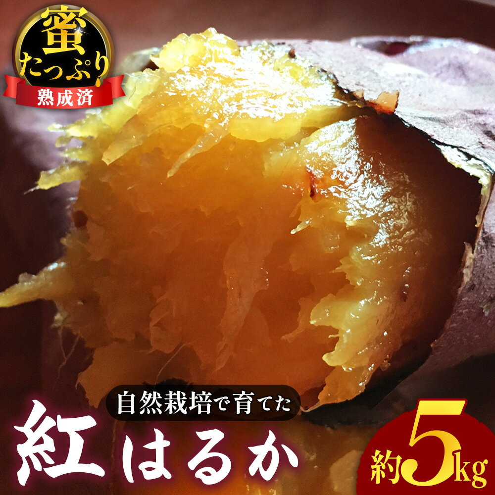 【ふるさと納税】 自然栽培で育てた 蜜たっぷり 紅はるか ☆熟成済☆ 約5kg ／ 無農薬 新鮮 国産野菜 無化学肥料 さつまいも サツマイモ 送料無料 山口県 No.221