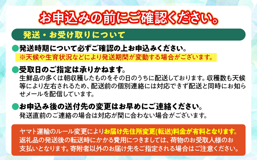 【令和7年産先行予約】山形県鶴岡産さくらんぼ「佐藤錦」プレミアム 3L手詰め 500g JA庄内たがわ K-785