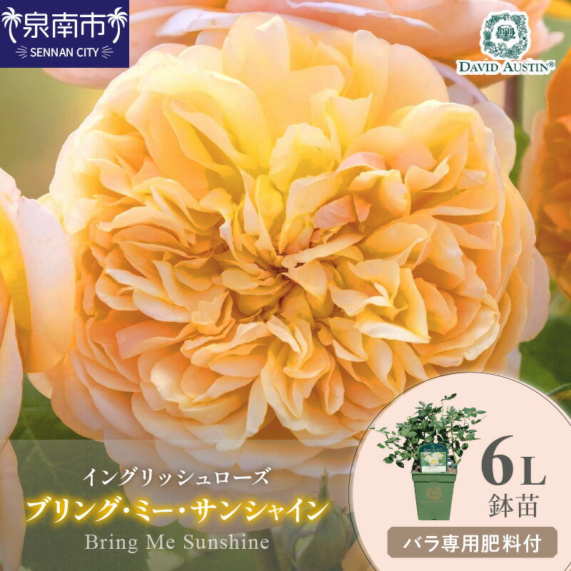 【ふるさと納税】【イングリッシュローズ】デビッド・オースチン ブリング・ミー・サンシャイン6L 鉢苗（バラ専用肥料付）