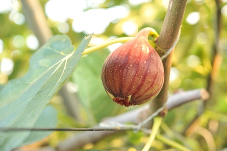 【期間限定】もぎたて朝どり完熟いちじく　秀品 約1kg（9～12玉）／愛知県産　サマーレッド　いちじく　イチジク　無花果　果物　フルーツ　