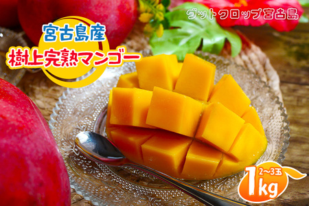 SG001 ＜2026年夏発送＞ 宮古島産樹上完熟マンゴー1kg（2～3玉）グットクロップ宮古島