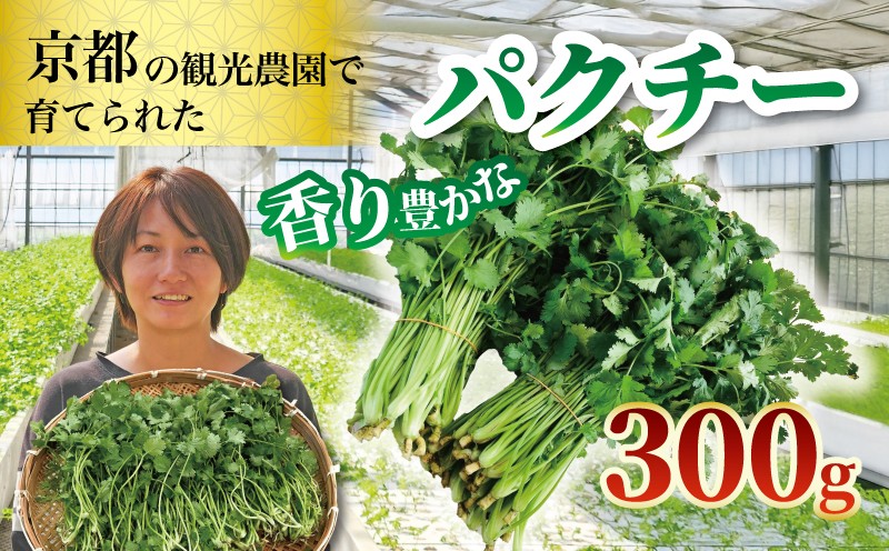 
                  期間限定 パクチー300g パクチー ハーブ 300g 100g × 3袋 小分け 3パック 久御山町 京都 冷蔵
                