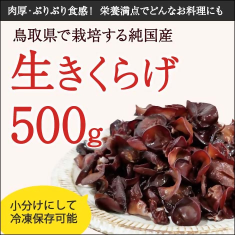 1608 純国産 生きくらげ ５００g